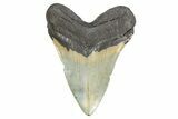 Serrated, Fossil Megalodon Tooth - North Carolina #299041-2